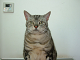 268[1]_thumb.png